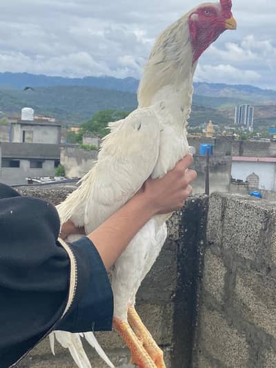 king size/white shamo pair/breeder pair/pure aseel shamo pair