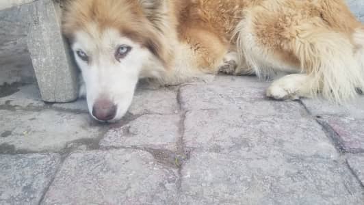 “Beautiful Siberian Husky Puppies Available – Blue Eyes!”  “Pure Br