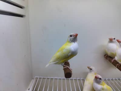 goldian red eye and split red eye blue ino