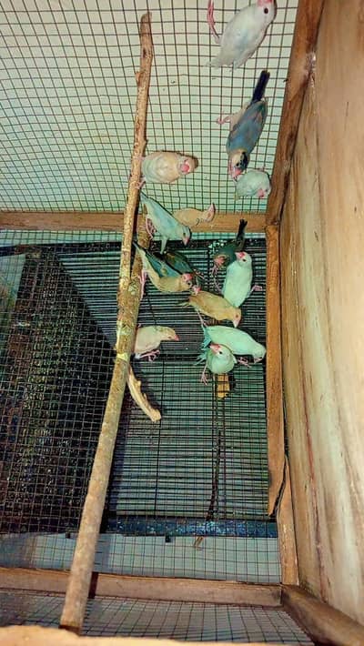 some birds Looking for new shelter Location Jaranwala Sirf Call