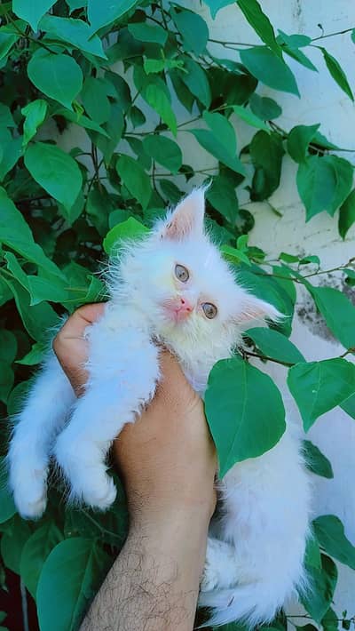 Persian kitten for sale triple couted, Long hair