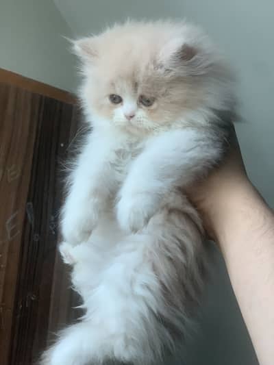 Pair of Persian kittens punch face triple coat