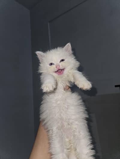 Persian triple cot kitten for sale