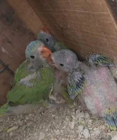 baby parrots