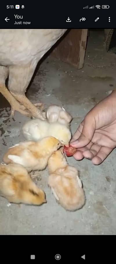 Pair of Aseel with 5 Chicks