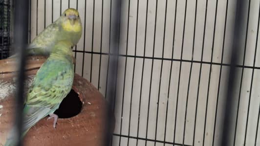 rainbow working pair