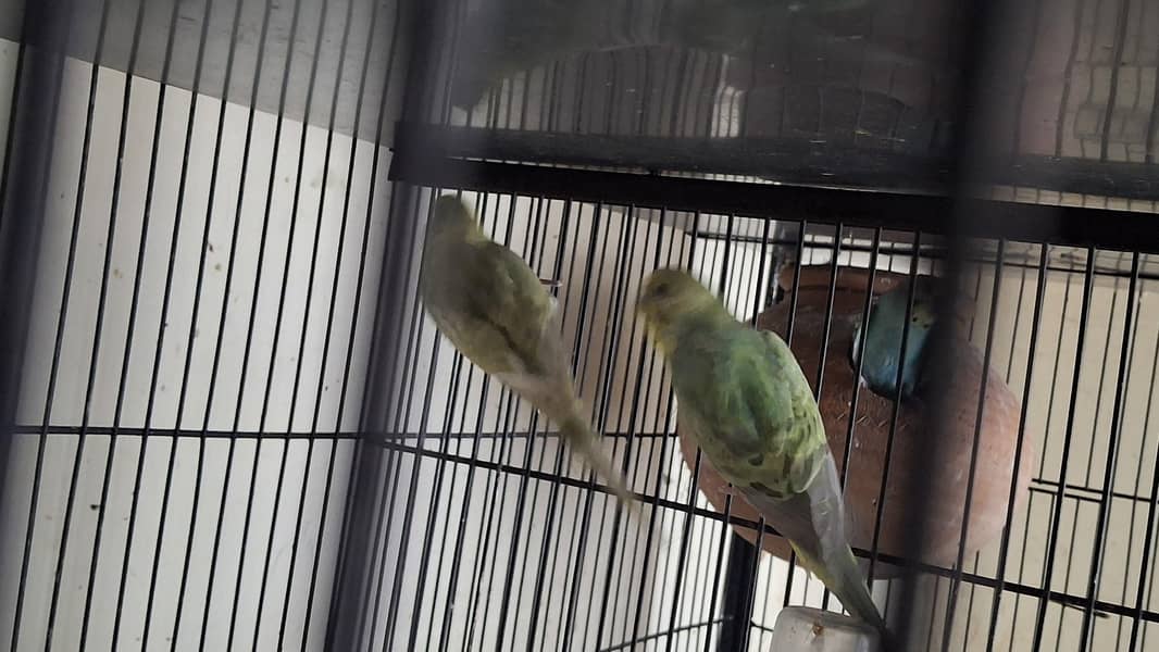 rainbow working pair 1