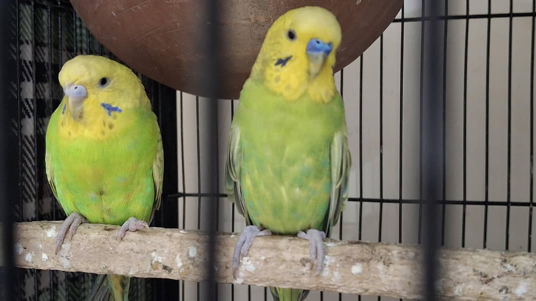 rainbow working pair 3