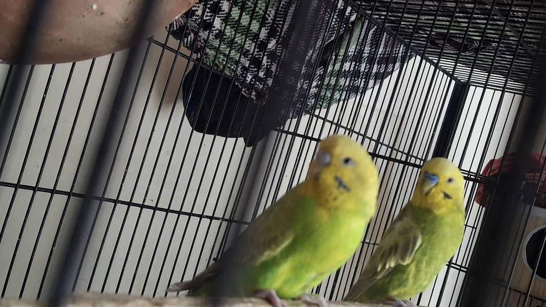 rainbow working pair 4