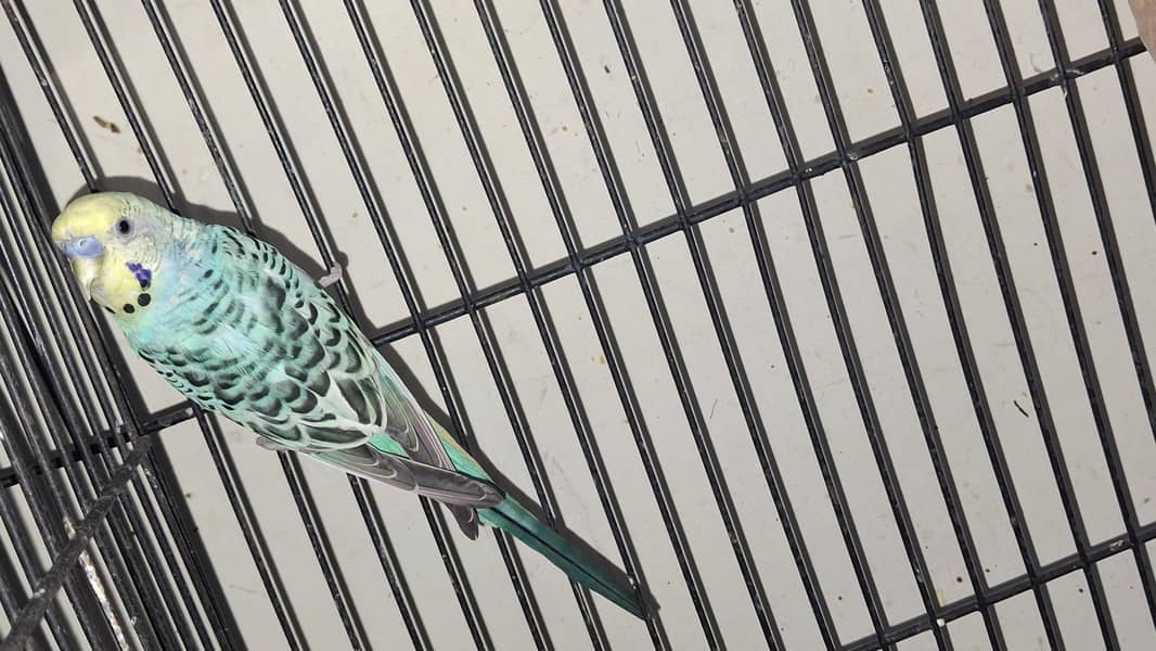 rainbow working pair 5