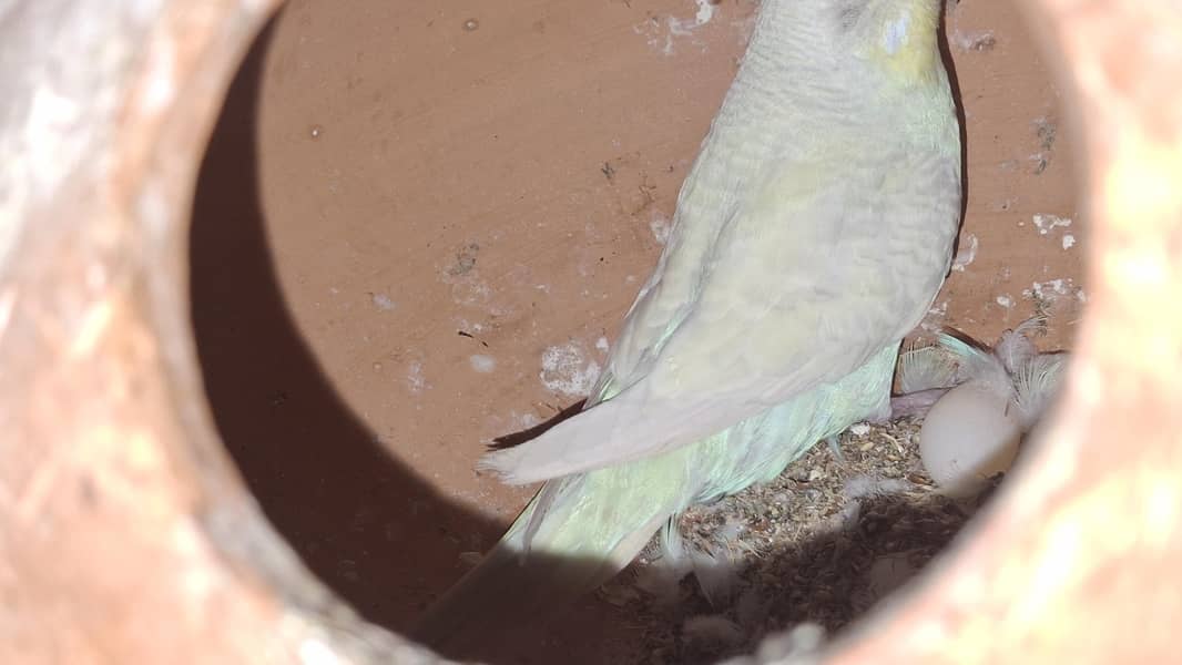 rainbow working pair 6