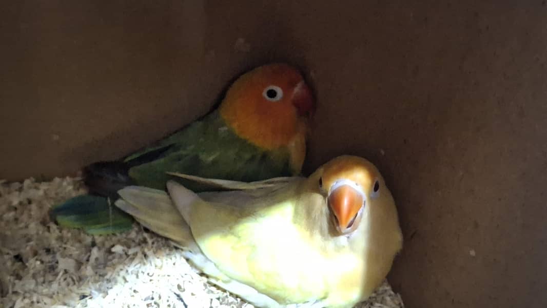 rainbow working pair 7