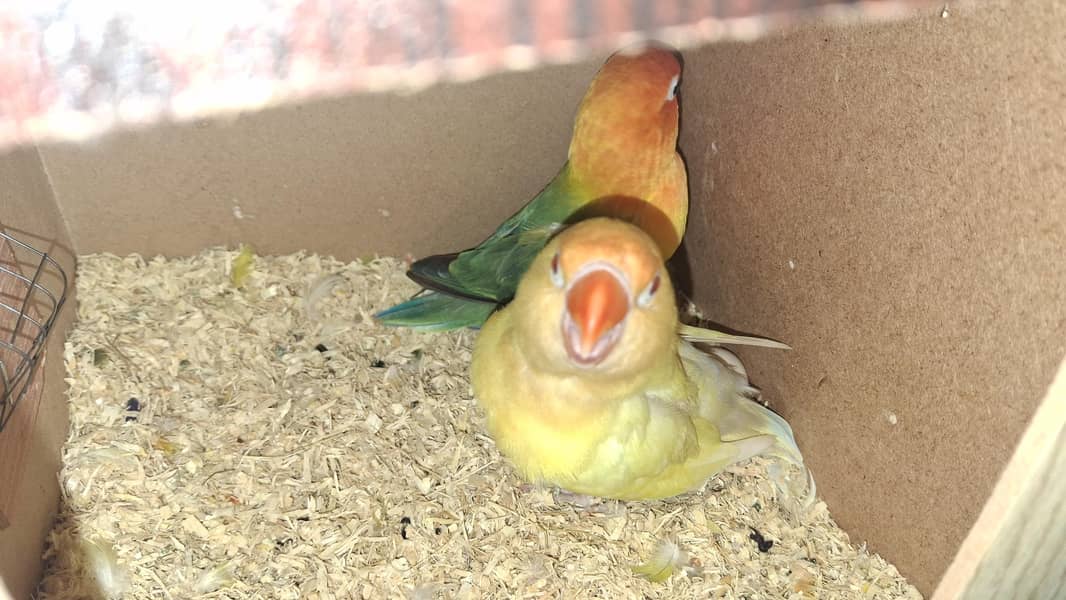 rainbow working pair 9