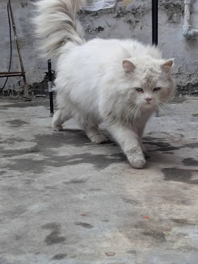 High quality Persian male cat For sale