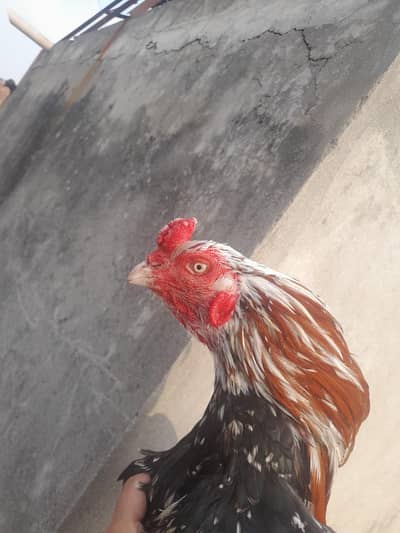 MaShaAllah full active healthy male 2ble hadi pair ha havy w8 k sth