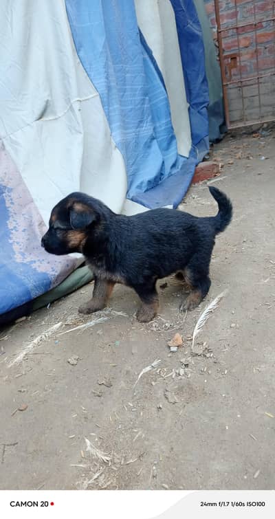 German shepherd puppies /puppy/GSD pup/german shepherd/ double coated