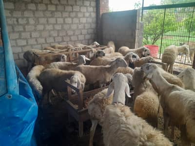 mundra dumba | sheep | Goat | Qurbani dumba | kajla | chatra