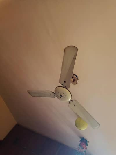 celling fan