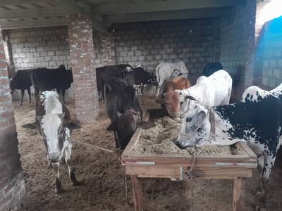 sahiwal Bull /cholistani Bachra /dondy bachre/Qurbani 2026 /desi bulls