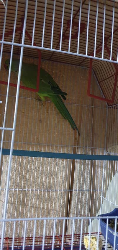 Breeding ring neck pair