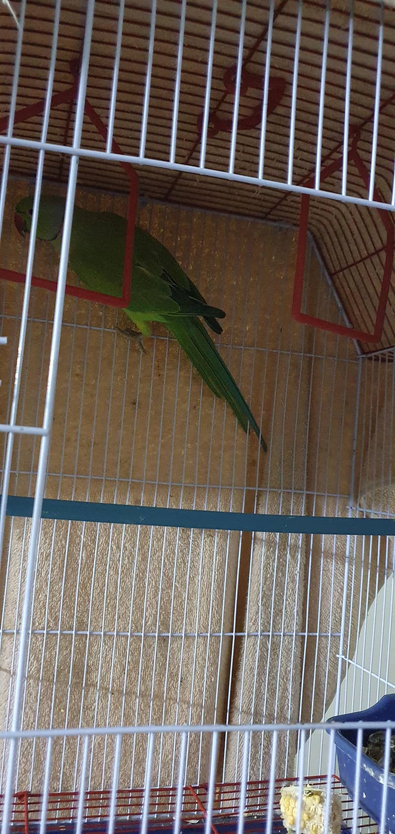 Breeding ring neck pair 0