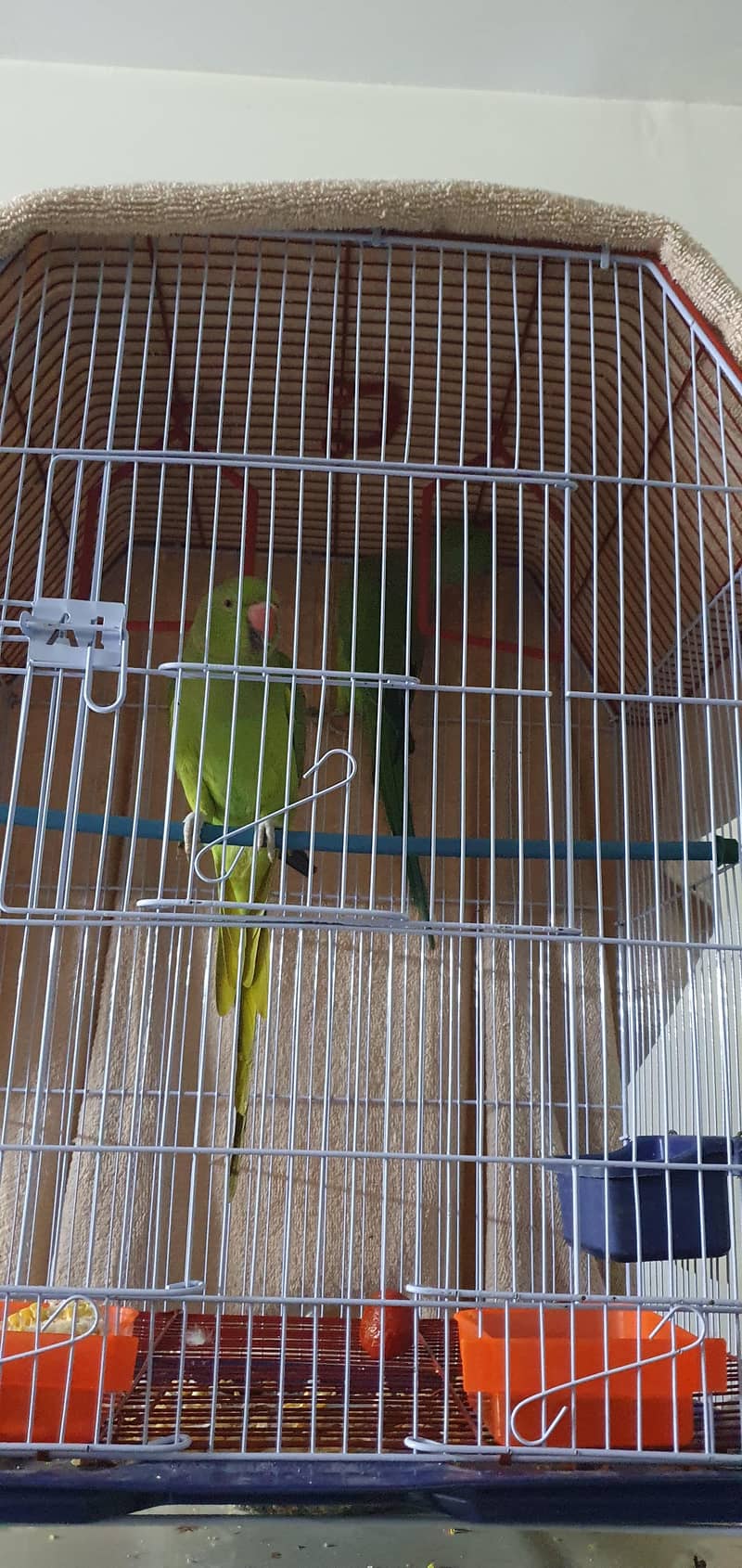 Breeding ring neck pair 2