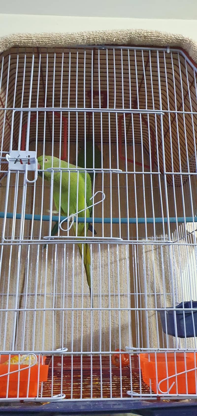 Breeding ring neck pair 3