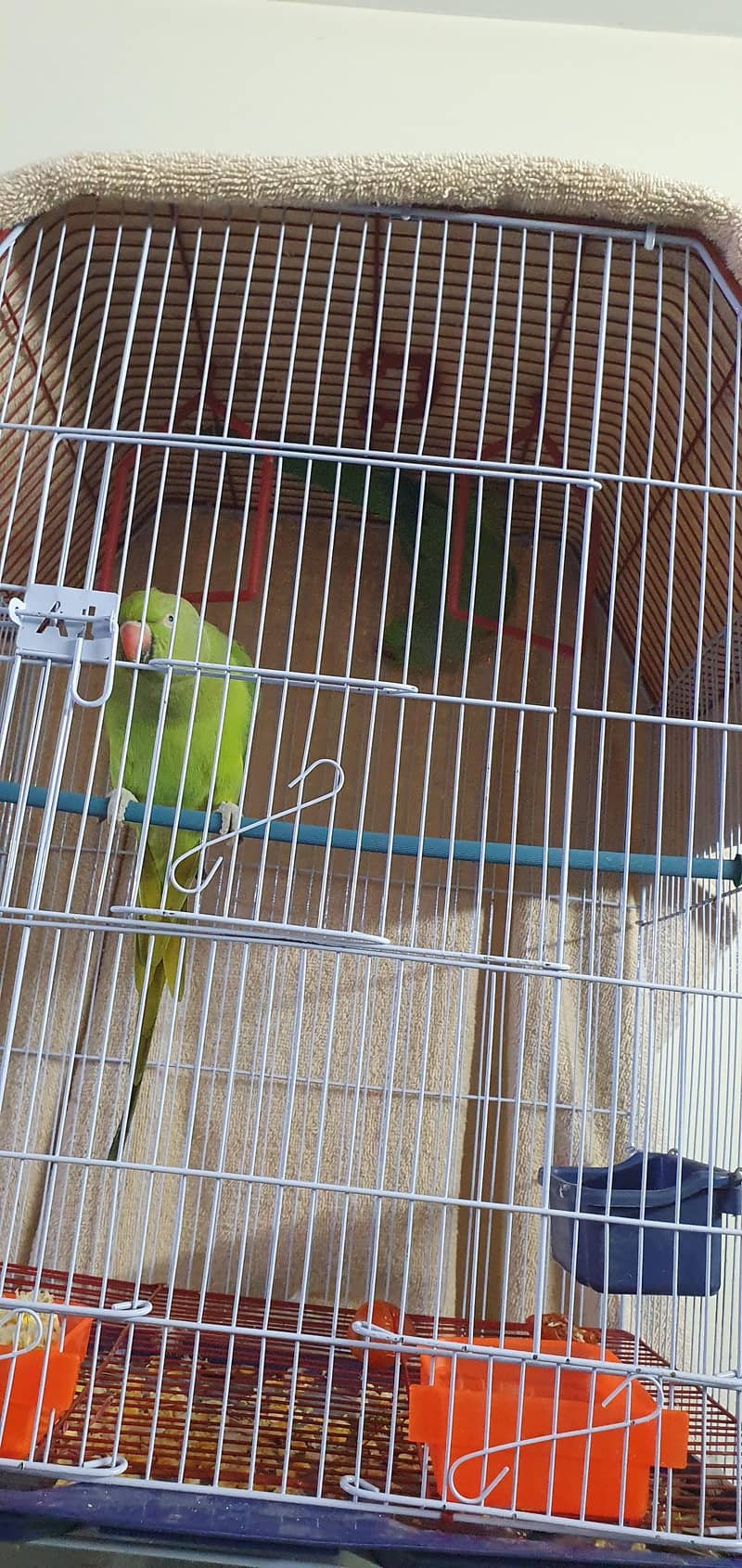 Breeding ring neck pair 4