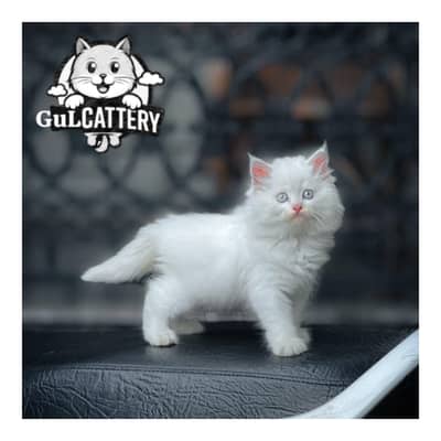 cash on delivery available all Pakistan home delivery available