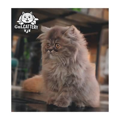 cash on delivery available all Pakistan home delivery available