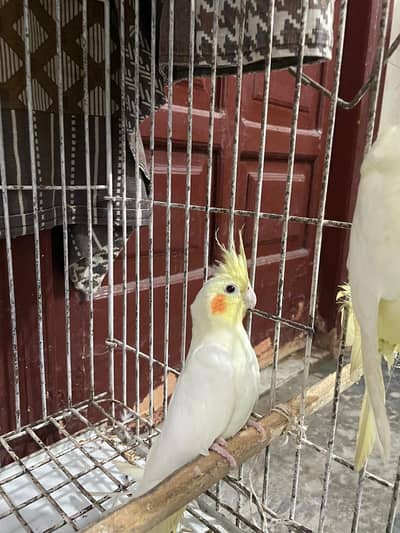 common white cockatiel pair