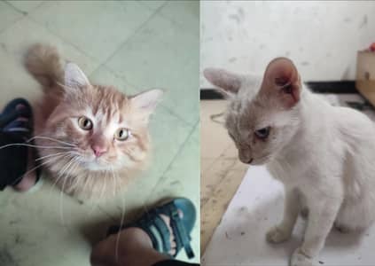 Fully trained and tame