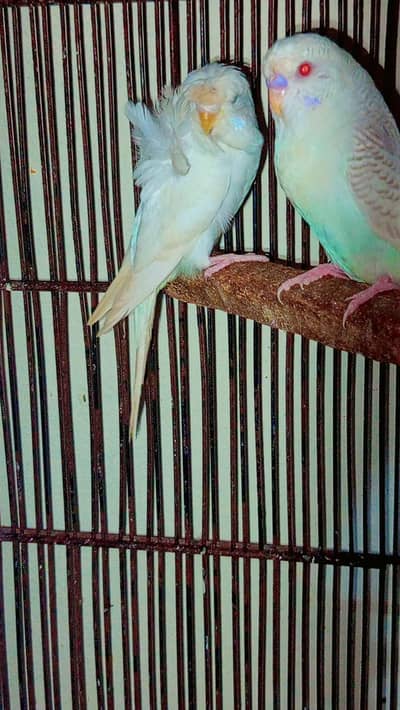 Hogo black i female Location Jaranwala O3O669IO563