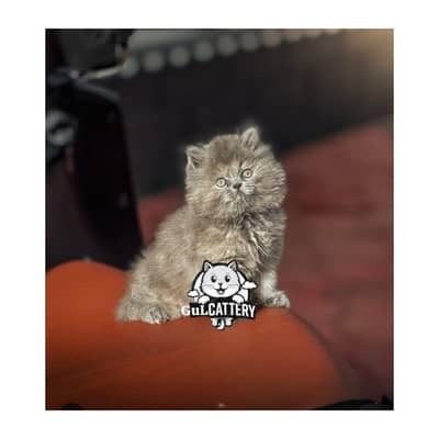 cash on delivery available home delivery available