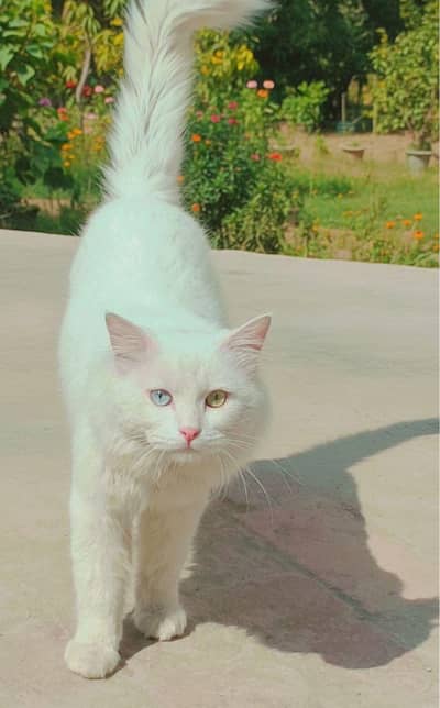 Beautiful pure white Persian (punch face)