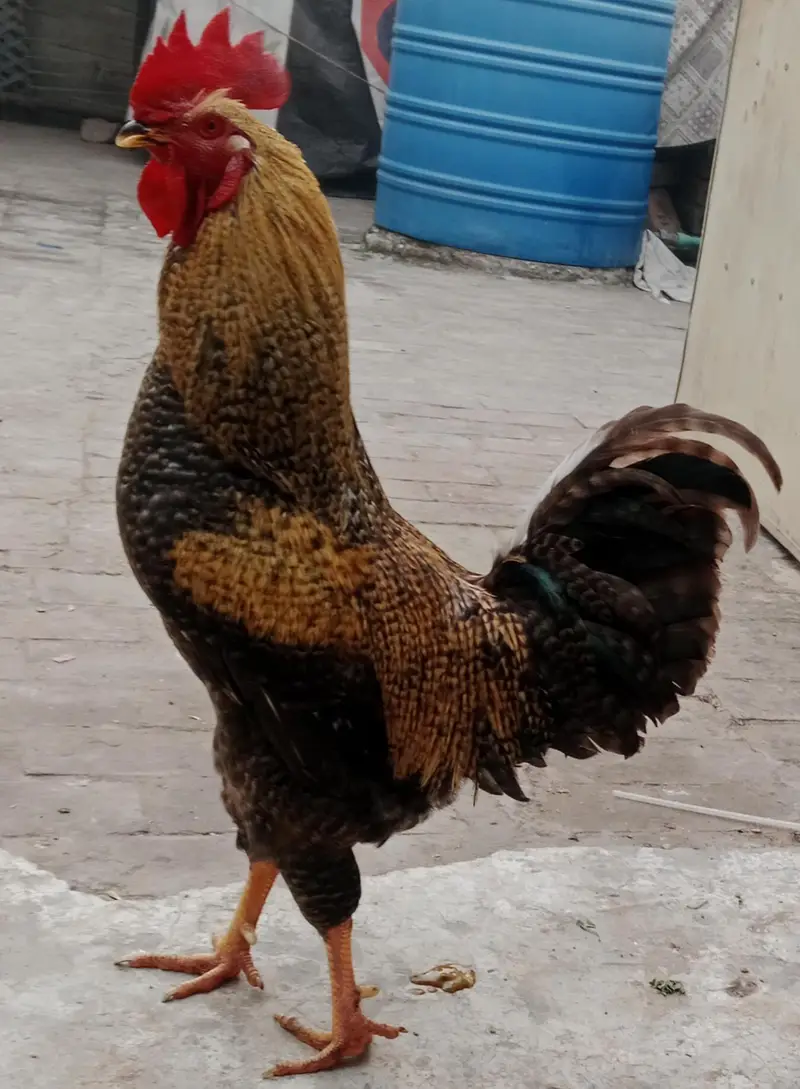 Murga