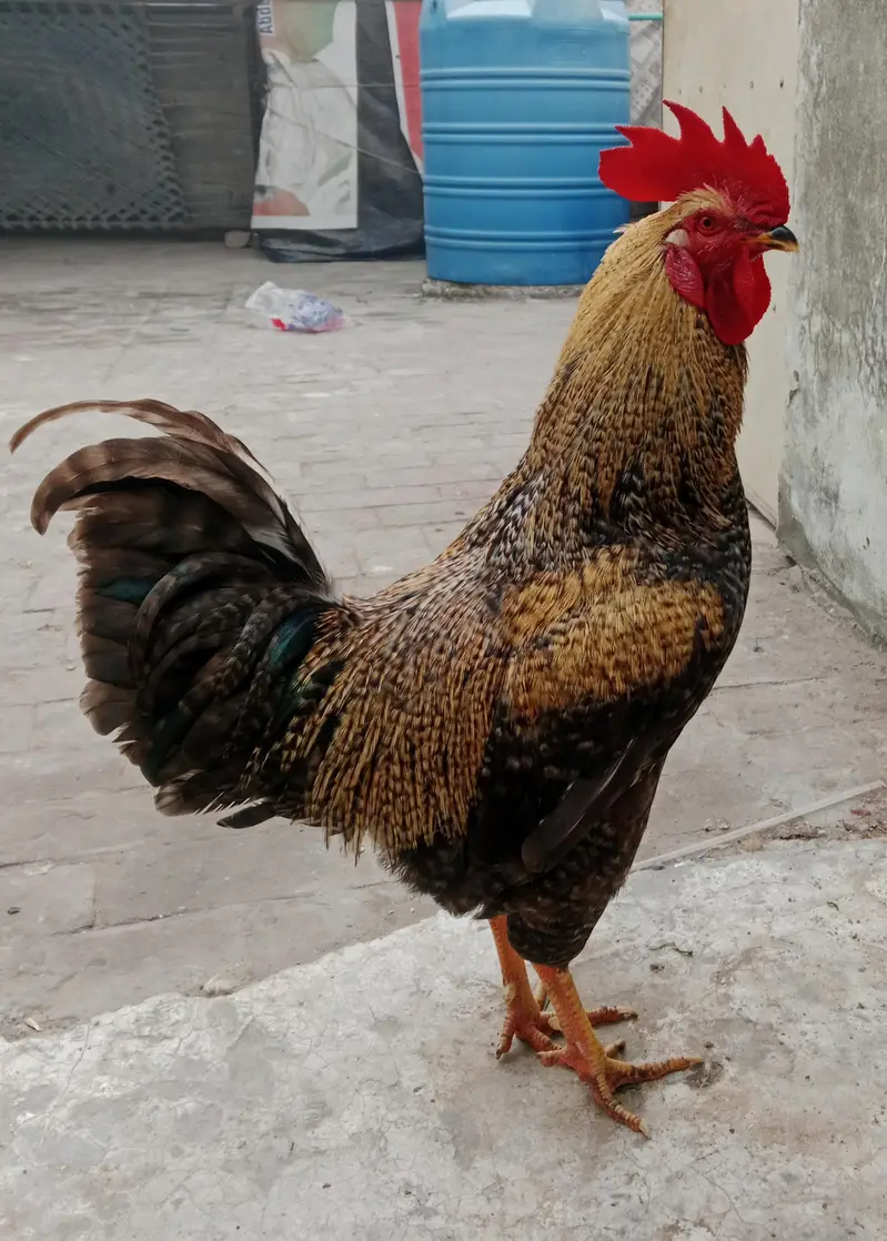 Murga — photo 2
