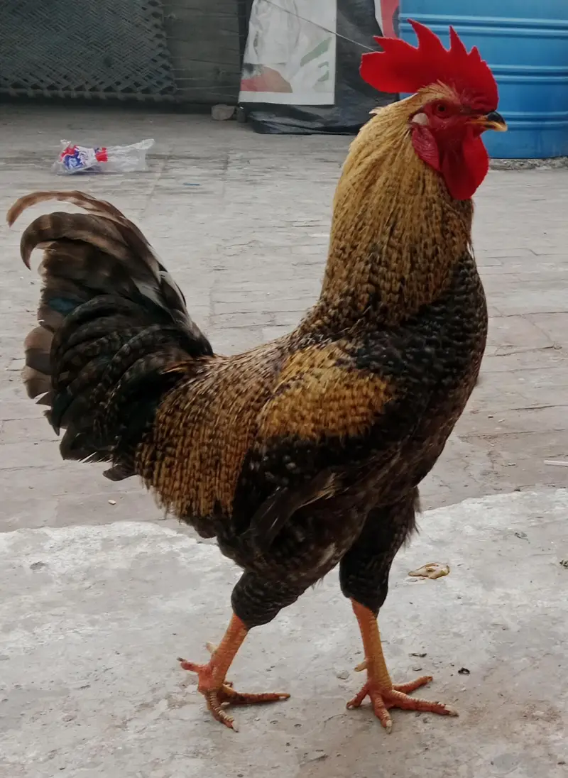 Murga — photo 3
