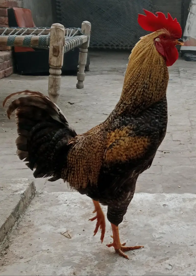 Murga — photo 4