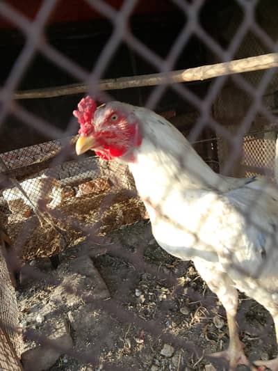 Aseel Heera patha black dots hain