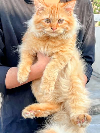 Persian Cat