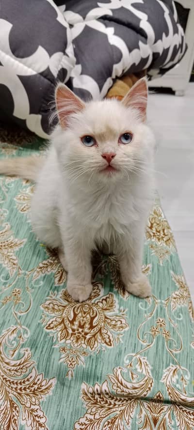 white kitten female for sale
