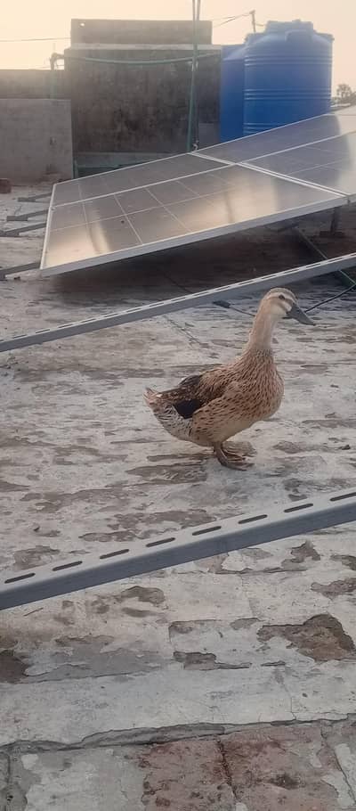 female duck