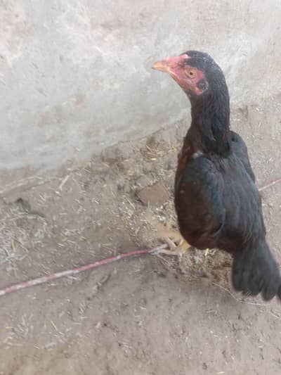 pure aseel raze murgi for sale