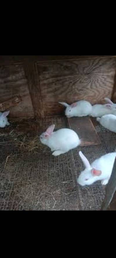 rabbits for sale