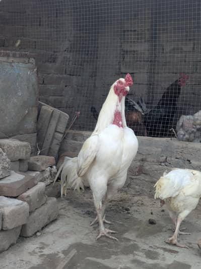 pure Aseel Hera  /0300-046-56-78/