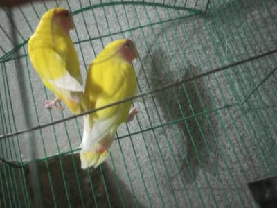 common lutino lovebird