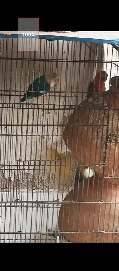 love birds 5 piece with cage