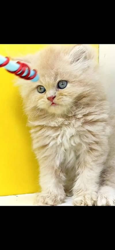 white Persian kitten|Triple long coated|punch Face|Blue Eyes kittens