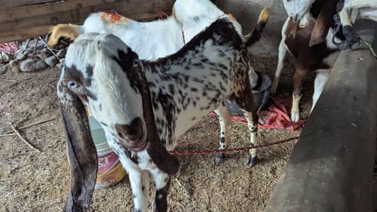 Fresh Healthy Bakra for sale